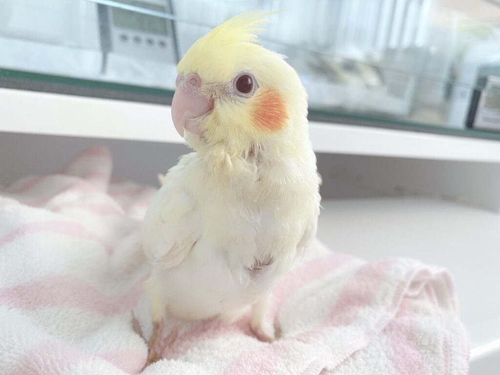 オカメインコルチノー1号２　2021,8